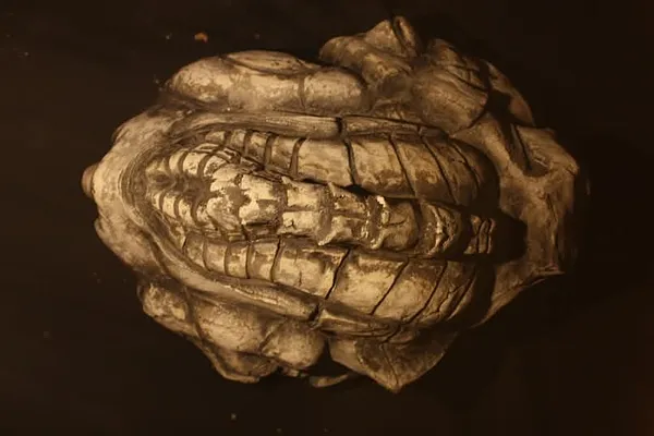 Зображення "Ембріон 3" від Світлана Редкач, розмір: 36*27, матеріали: кераміка, шамотна маса, глазурі, медіум: Скульптура, місто: Львів, ціна: $1000